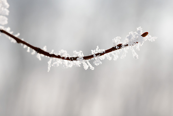 포토 JPG 해외이미지 나무 식물 계절 백그라운드 크리스마스 겨울 자연 사람없음 야외 쌓기 냉동 추위 흰색 나뭇가지 묘사 서리 해외포토 기념일 컬러 모션 생태계 파일형식 이미지허브