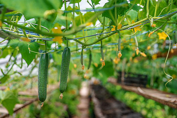포토 JPG 해외이미지 식물 계절 꽃 음식 줄기 꽃무늬 밭 농업 채소 재료 자연 오이 건강 사람없음 초록색 농작물 농장 노란색 정원 봄 수확 성장 벚꽃 나뭇가지 시골 신선 작음 먹기 유기농 원예 날것 내추럴 밭일 온실 채식주의자 세련 해외포토 나무 웰빙 산업 컬러 무늬 모션 취미 크기 생태계 채식 파일형식 이미지허브