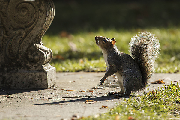 포토 JPG 해외이미지 동물 캐릭터 응시 공원 얼굴 야생동물 포즈 백그라운드 장난 포유류 자연 생물 털 사람없음 야외 초록색 갈색 머리 환경 회색 가을 설치류 작음 모피 묘사 호기심 꼬리 다람쥐 솜털 서식지 내추럴 고립 동물상 워싱턴 해외포토 시선 계절 공공시설 감정 컬러 컨셉 신체부위 조형물 미국 크기 생태계 파일형식 이미지허브