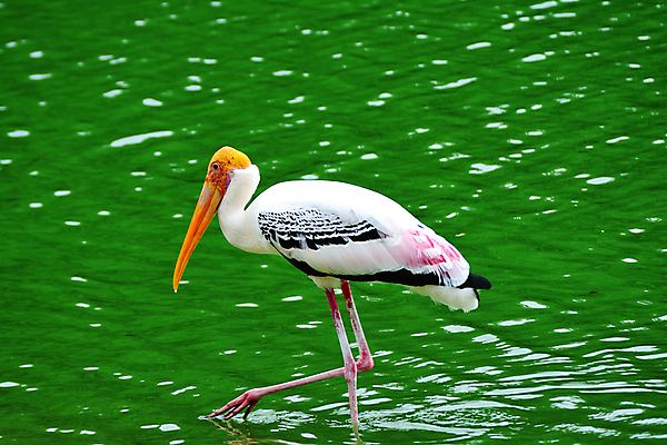 포토 JPG 해외이미지 동물 응시 공원 호수 야생동물 음식 분홍색 백그라운드 날개 자연 조류 동물원 사람없음 야외 초록색 물 여름 컬러풀 검은색 흰색 연못 그리기 닫기 사파리 깃털 부리 목 내추럴 황새 해외포토 자연요소 시선 계절 공공시설 컬러 모션 신체부위 생태계 파일형식 이미지허브