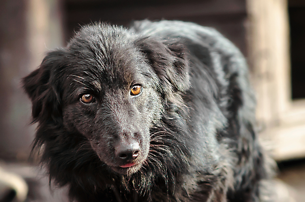포토 JPG 해외이미지 동물 사람없음 빨간색 반려동물 슬픔 개 강아지 버리기 애도 노숙자 방치 우울증 입양 해외포토 감정 컬러 포유류 모션 질병 파일형식 이미지허브