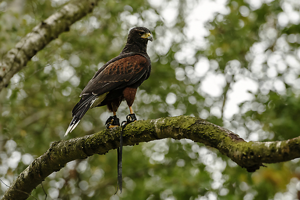 포토 JPG 해외이미지 동물 야생동물 날개 자연 조류 하늘 사람없음 야외 갈색 노란색 머리 힘 먹이 깃털 부리 육식동물 사냥꾼 해외포토 직업 컬러 신체부위 생태계 파일형식 이미지허브