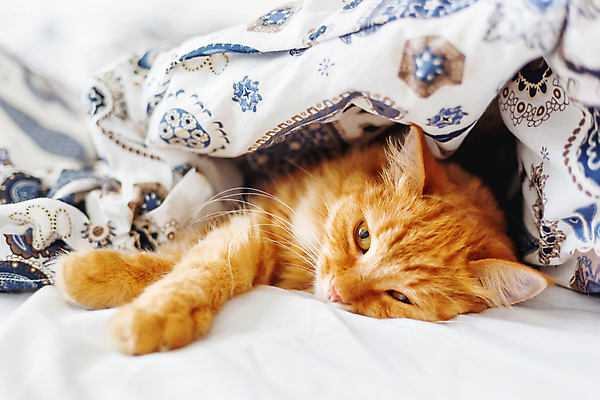 포토 JPG 해외이미지 한마리 실내 사람없음 반려동물 햇빛 고양이 이불 침대 반려묘 안락 해외포토 동물 1 가구 컨셉 포유류 침구 내부 태양 파일형식 이미지허브