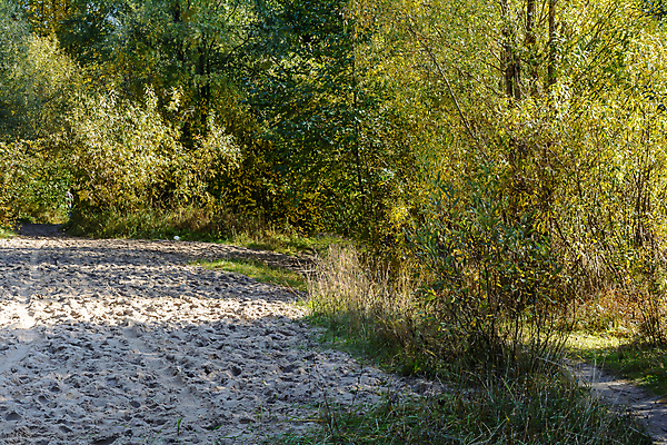 포토 JPG 해외이미지 나무 식물 구름 계절 공원 길 야생동물 백그라운드 잎 자연 하늘 날씨 따뜻함 풍경 사람없음 야외 목재 초록색 컬러풀 햇빛 태양 갈색 노란색 환경 맑음 가을 흰색 나뭇가지 숲 9월 속도 생물학 장면 방법 해외포토 자연요소 동물 공공시설 교육 컬러 재료 날짜 생태계 파일형식 이미지허브