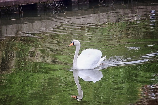 포토 JPG 해외이미지 동물 조류 사람없음 반사 보트 백조 운하 해외포토 배_교통 파일형식 이미지허브