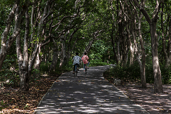 포토 JPG 해외이미지 주간 나무 라이프스타일 계절 공원 남자 여행 백그라운드 잎 자연 휴가 휴식 사람 풍경 소년 사람없음 야외 초록색 빛 운동 햇빛 환경 정원 자전거 나뭇가지 시골 사이클링 내추럴 바이킹 해외포토 자연요소 식물 공공시설 어린이 컬러 컨셉 건강 생활 태양 바이크 육상스포츠 생태계 파일형식 이미지허브