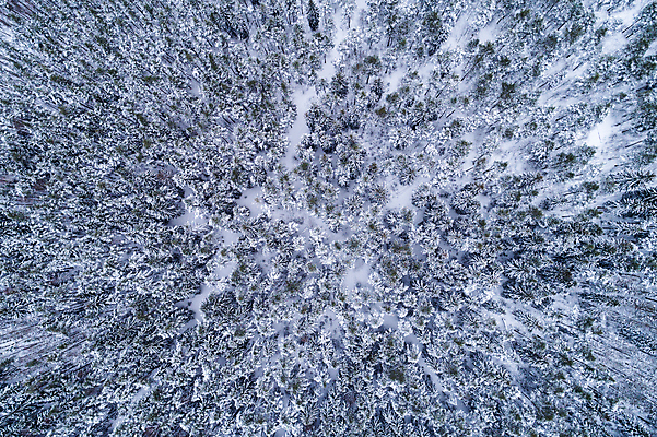 포토 JPG 해외이미지 나무 겨울 자연 안테나 파노라마 풍경 사람없음 초록색 추위 흰색 소나무 정상 숲 고도 서리 침엽수 드론 심각 눈내림 가문비나무 해외포토 식물 계절 컬러 컨셉 통신 눈_날씨 촬영기법 생태계 파일형식 이미지허브