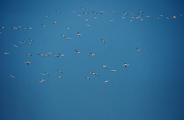 포토 JPG 해외이미지 동물 실루엣 야생동물 분홍색 날개 가족 아프리카 자연 조류 생물 함께함 사람없음 파란색 컬러풀 수영 고요 우정 자유 그룹 우아함 방향 플라밍고 깃털 리더 부리 서식지 골 단아함 동물상 이국적 통일 파라다이스 플라멩코 해외포토 나라 예술 컬러 컨셉 관계 촬영기법 친구 조형물 세계문화유산 수상스포츠 생태계 파일형식 이미지허브