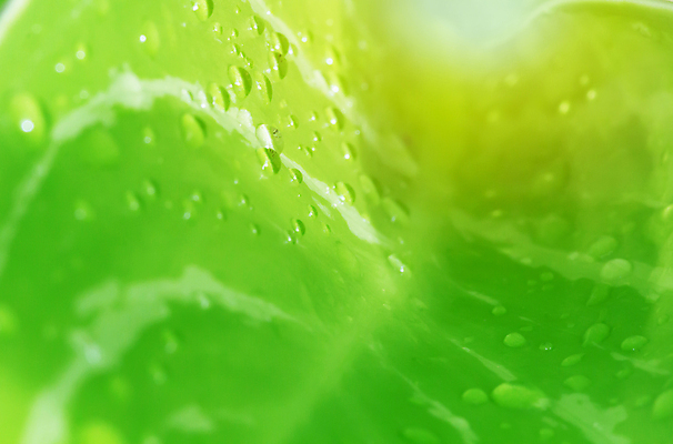 포토 JPG 해외이미지 모양 식물 계절 백그라운드 컨셉 잎 패턴 자연 추상 나선형 사람없음 초록색 빛 태양 환경 정원 봄 성장 신선 닫기 묘사 에코 유기농 질감 내추럴 생태학 해외포토 자연요소 웰빙 교육 컬러 무늬 모션 생태계 파일형식 이미지허브