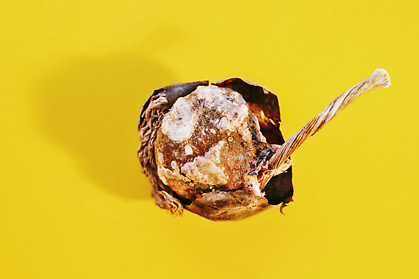 포토 JPG 해외이미지 스튜디오촬영 식물 계절 꽃 백그라운드 꽃무늬 농업 자연 표면 건조 사람없음 갈색 봄 튤립 수확 성장 시골 질감 뿌리 먼지 고립 정물화 카피스페이스 세련 해외포토 산업 컬러 무늬 실내 공백 그림 생태계 파일형식 이미지허브