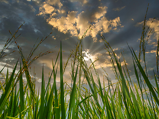 포토 JPG 해외이미지 식물 구름 계절 음식 여행 백그라운드 잎 농업 자연 하늘 밥 날씨 풍경 사람없음 야외 초록색 여름 파란색 빛 햇빛 태양 농장 농경지 노란색 일출 환경 일몰 봄 수확 성장 광선 시골 신선 황금 낟알 땅 시리얼 유기농 장면 내추럴 논밭 밭일 해외포토 자연요소 웰빙 산업 컬러 밭 논 노을 생태계 파일형식 이미지허브