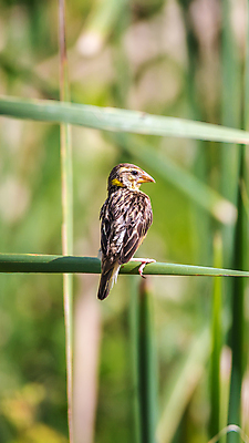 포토 JPG 해외이미지 나무 식물 동물 공원 여자 야생동물 태국 자연 조류 앉기 사람없음 야외 초록색 컬러풀 갈색 정원 회색 흰색 나뭇가지 관찰 황무지 작음 깃털 사냥 공포 동물상 해외포토 공공시설 아시아 컬러 모션 사람 조형물 크기 생태계 파일형식 이미지허브