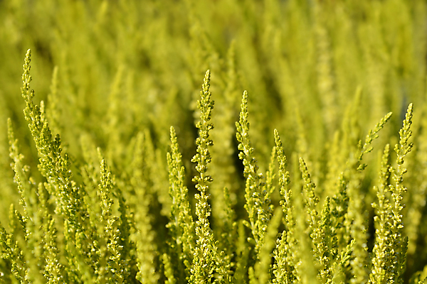 포토 JPG 해외이미지 식물 꽃 잎 자연 사람없음 야외 초록색 여름 정원 흰색 닫기 해외포토 계절 컬러 모션 생태계 파일형식 이미지허브