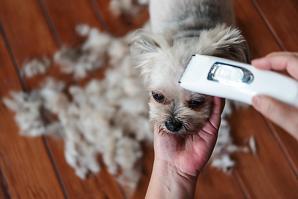 포토 JPG 해외이미지 한마리 손 응시 털 실내 들기 아웃포커스 신체부위 귀여움 강아지 바리깡 애견미용 애견미용사 나무배경 해외포토 1 시선 백그라운드 컨셉 모션 촬영기법 사람 내부 반려동물 뷰티 개 미용사 파일형식 이미지허브