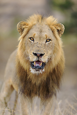 포토 JPG 해외이미지 동물 응시 남자 야생동물 포유류 아프리카 자연 아침 털 사람없음 야외 빛 환경 고양이 사막 황무지 보호 위험 사자 큼 사파리 육식동물 갈기 사냥꾼 사자자리 남쪽 내추럴 동물상 칼라하리 힘찬 해외포토 주간 직업 시선 나라 컨셉 사람 반려동물 조형물 별자리 크기 방향 생태계 파일형식 이미지허브