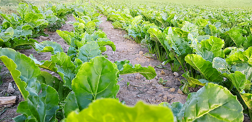 포토 JPG 해외이미지 식물 음식 백그라운드 잎 밭 농업 채소 자연 하늘 아침 새로움 콩 풍경 사람없음 야외 초록색 여름 농작물 햇빛 농장 농경지 환경 일몰 흙 봄 성장 시골 맥박 땅 허브 유기농 대두 땅바닥 모종 밭일 줄서기 세련 해외포토 주간 웰빙 계절 산업 컬러 컨셉 의학 모션 곡류 바닥 태양 노을 생태계 파일형식 이미지허브