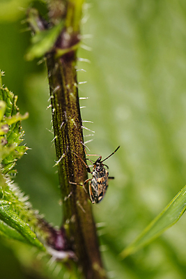 포토 JPG 해외이미지 식물 동물 꽃 야생동물 줄기 곤충 잎 날개 자연 사람없음 초록색 여름 환경 정원 황무지 벌레 잠자리 작음 무서움 묘사 생태계 오르기 내추럴 동물상 해외포토 계절 감정 컬러 모션 조형물 크기 파일형식 이미지허브
