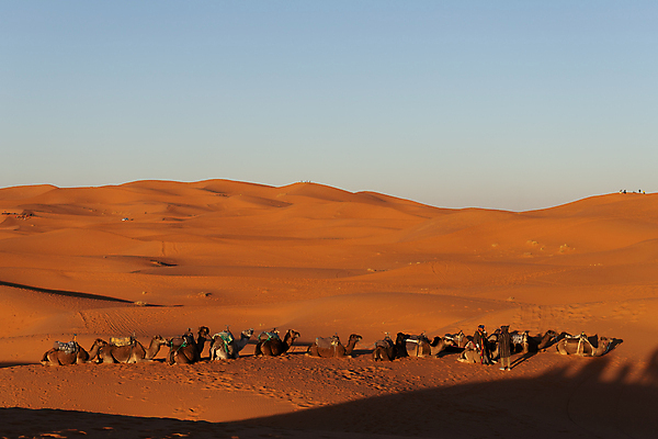 포토 JPG 해외이미지 주간 하늘 풍경 사람없음 야외 주황색 사막 낙타 사하라 해외포토 자연요소 컬러 포유류 아프리카 파일형식 이미지허브