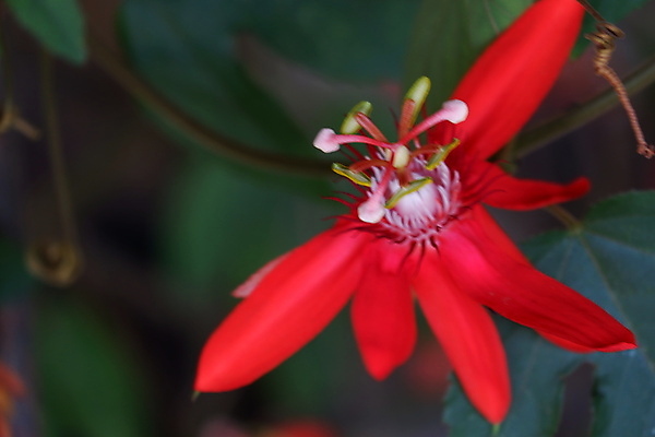 포토 JPG 해외이미지 나무 식물 꽃 잎 꽃무늬 자연 근접촬영 사람없음 장식 빨간색 초록색 노란색 정원 맑음 봄 성장 벚꽃 흰색 개화 닫기 덩굴 묘사 원예 열정 포도나무 상록수 진홍색 녹색배경 꽃수술 이국적 해외포토 계절 감정 뷰포인트 컬러 백그라운드 무늬 모션 날씨 취미 과일나무 생태계 파일형식 이미지허브