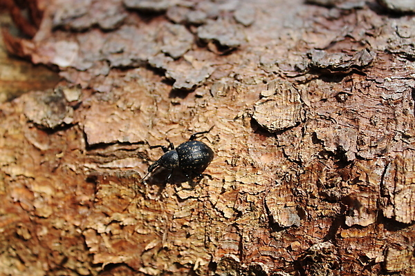 포토 JPG 해외이미지 동물 자연 사람없음 숲 딱정벌레 나무껍질 내추럴 해외포토 나무 곤충 껍질 생태계 파일형식 이미지허브