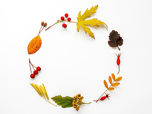 포토 JPG 해외이미지 열매 단풍 낙엽 실내 사람없음 가을 흰배경 원형프레임 플랫레이 해외포토 식물 계절 백그라운드 잎 프레임 내부 흰색 원형 플랫 파일형식 이미지허브