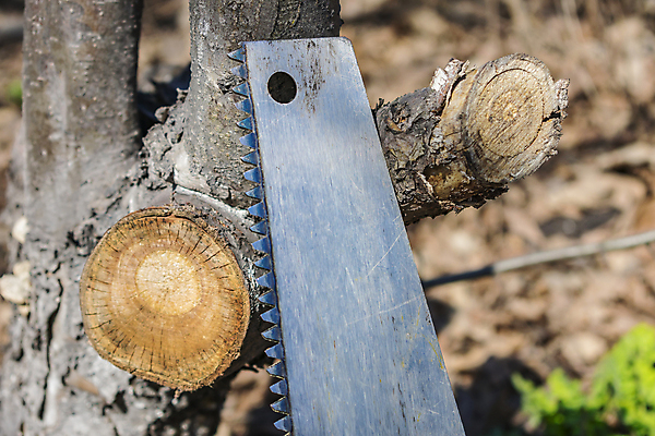 포토 JPG 해외이미지 나무 식물 직업 공원 산업 농업 자연 노동자 거리 건조 취미 사람없음 야외 목재 농장 갈색 마을 환경 정원 봄 나뭇가지 공구 업무 칼날 가장자리 치아 숲 장작 자르기 철 목수 날카로움 도끼 나무껍질 잡동사니 내추럴 돌봄 밭일 벌목 수목 철강 해외포토 계절 공공시설 컬러 재료 모션 껍질 도구 작업 소화기관 둘레 생태계 파일형식 이미지허브