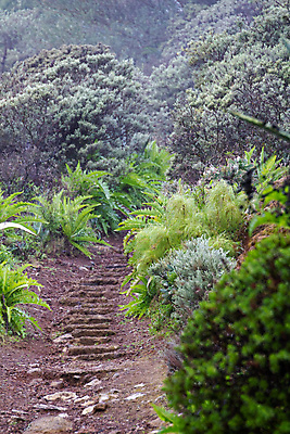 포토 JPG 해외이미지 나무 식물 공원 유럽 섬 여행 백그라운드 잎 자국 아프리카 자연 하늘 산 이끼 풍경 사람없음 야외 목재 초록색 물 여름 파란색 환경 하이킹 안개 성장 바위 스페인 숲 내추럴 양치류 해외포토 자연요소 계절 공공시설 나라 컬러 재료 레저 날씨 돌_바위 생태계 파일형식 이미지허브