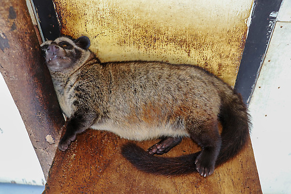 포토 JPG 해외이미지 나무 동물 아시아 커피 야생동물 음식 백그라운드 농업 일러스트 포유류 자연 생물 동물원 손바닥 미술 동양인 사람없음 갈색 검은색 고양이 어둠 흰색 야간 숲 유기농 날것 아로마 발리 인도네시아 육식동물 동물상 이국적 카페인 해외포토 자연요소 식물 손 웰빙 나라 산업 음료 컬러 섬 문화예술 인종 반려동물 조형물 생태계 파일형식 이미지허브