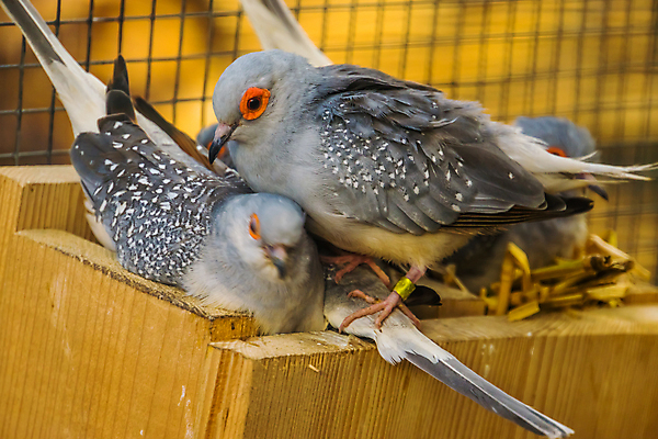 포토 JPG 해외이미지 동물 계절 야생동물 가족 조류 건조 종류 사람없음 빨간색 반려동물 회색 그룹 호주 둥지 작음 비둘기 꼬리 다이아몬드 새장 보유 이국적 해외포토 컬러 관계 오세아니아 크기 보석 케이지 파일형식 이미지허브