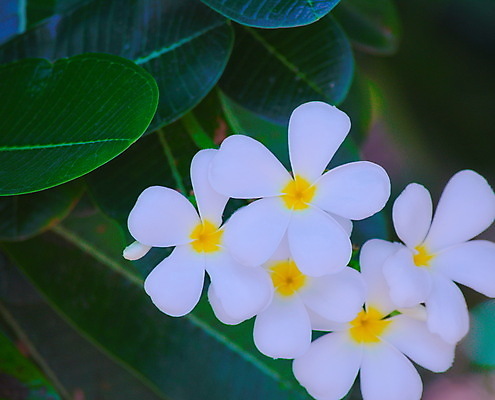 포토 JPG 해외이미지 식물 공원 꽃잎 꽃 백그라운드 잎 꽃무늬 자연 풍경 사람없음 야외 장식 초록색 여름 노란색 정원 봄 벚꽃 흰색 신선 개화 관목 원예 내추럴 고립 해외포토 나무 계절 공공시설 컬러 무늬 취미 생태계 파일형식 이미지허브