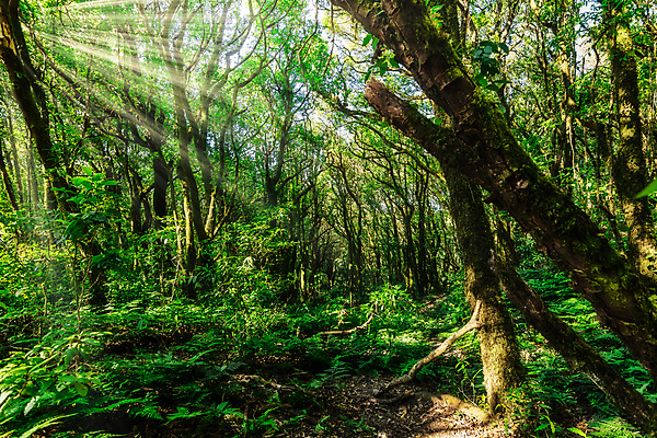 포토 JPG 해외이미지 나무 백그라운드 자연 풍경 사람없음 초록색 태양 숲 해외포토 자연요소 식물 컬러 생태계 파일형식 이미지허브