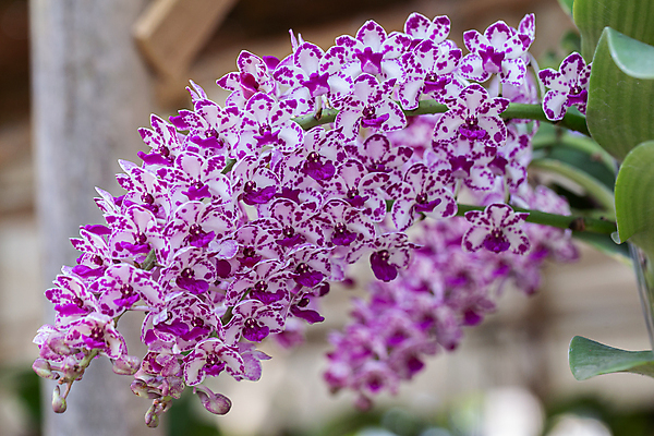 포토 JPG 해외이미지 식물 계절 꽃잎 꽃 줄기 분홍색 꽃다발 백그라운드 잎 꽃무늬 자연 발렌타인데이 사람없음 장식 초록색 컬러풀 노란색 정원 보라색 봄 벚꽃 흰색 신선 개화 난초 제비꽃 내추럴 이국적 해외포토 컬러 무늬 데이이벤트 생태계 파일형식 이미지허브