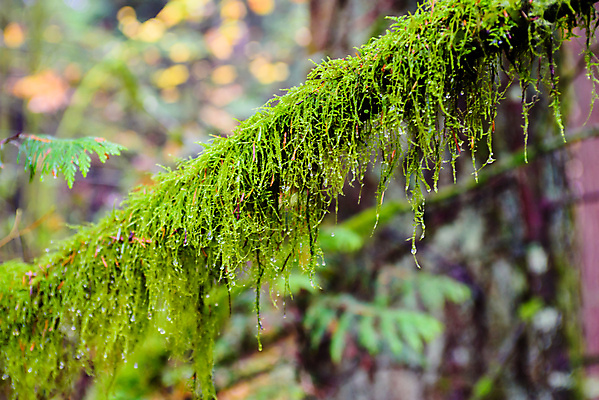포토 JPG 해외이미지 나무 식물 계절 잎 캐나다 자연 표면 이끼 사람없음 야외 목재 초록색 환경 습기 젖음 촉촉함 성장 나뭇가지 숲 이슬 열대우림 묘사 유기농 부드러움 나무껍질 내추럴 곰팡이 생태학 양치류 해외포토 웰빙 교육 컬러 북아메리카 재료 껍질 감각 생태계 파일형식 이미지허브