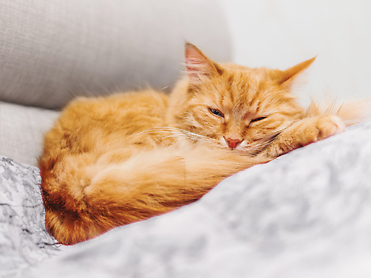 포토 JPG 해외이미지 동물 감정 얼굴 포유류 주택 피곤 사람없음 반려동물 고양이 회색 표현 잠 모피 낮잠 솜털 생강 취침시간 해외포토 컬러 컨셉 채소 건물 신체부위 파일형식 이미지허브