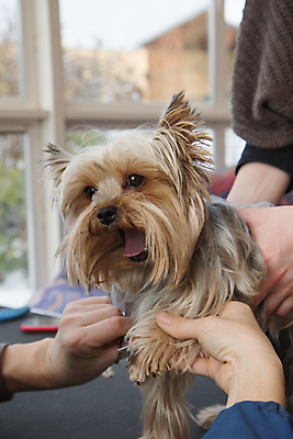포토 JPG 해외이미지 손 실내 신체부위 반려동물 잡기 개 강아지 요크셔테리어 돌봄 애견미용 해외포토 동물 포유류 모션 사람 내부 뷰티 테리어 파일형식 이미지허브