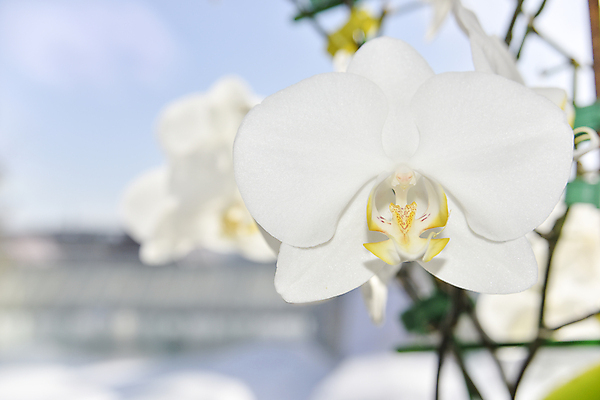 포토 JPG 해외이미지 식물 꽃잎 꽃 선 분홍색 잎 꽃무늬 자연 휴가 건강 그림자 사람없음 치료 장식 여름 노란색 머리 보라색 침묵 봄 벚꽃 흰색 나뭇가지 인사 신선 개화 난초 우아함 묘사 싱글 향기 아로마테라피 테라피 내추럴 이국적 해외포토 나무 계절 컬러 컨셉 무늬 의학 신체부위 뷰티 소리 예절 생태계 냄새 파일형식 이미지허브