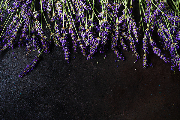 포토 JPG 해외이미지 꽃 실내 사람없음 검은색 라벤더 카피스페이스 해외포토 식물 컬러 내부 공백 허브 파일형식 이미지허브