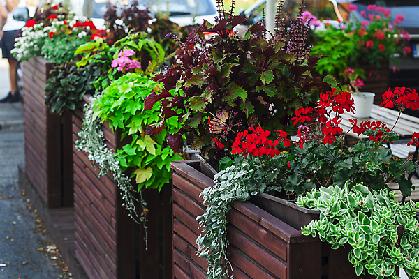 포토 JPG 해외이미지 식물 외관 꽃 화분 여행 자연 휴가 휴식 거리 사람없음 야외 목재 장식 빨간색 초록색 울타리 상자 바구니 식당 정원 식사 카페 도시 오픈 휴게실 원예 펜싱 카페테리아 뒤뜰 그리너리 해외포토 나무 스포츠 컬러 컨셉 재료 취미 담장 상점 생태계 파일형식 트랜드컬러 이미지허브