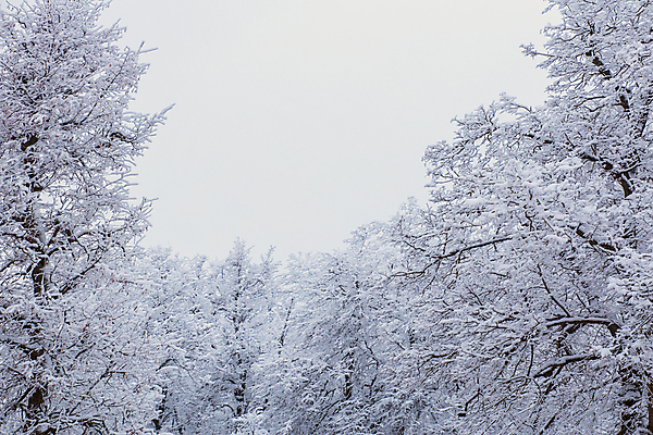 포토 JPG 해외이미지 나무 계절 공원 바다 여행 백그라운드 겨울 자연 하늘 날씨 풍경 경사 사람없음 야외 목재 빛 환경 냉동 얼음 추위 흰색 나뭇가지 정상 숲 서리 장면 부드러움 북쪽 내추럴 진짜 눈내림 해외포토 자연요소 식물 공공시설 컬러 재료 눈_날씨 감각 방향 생태계 파일형식 이미지허브