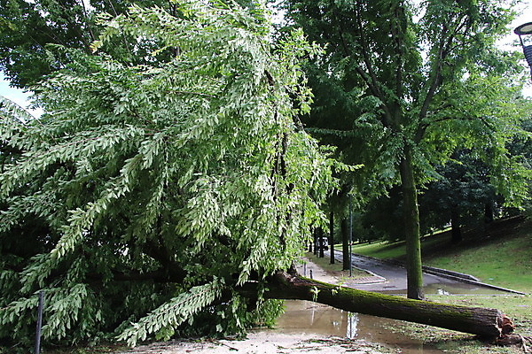 포토 JPG 해외이미지 나무 자연 바람 사람없음 야외 초록색 손상 나뭇가지 닫기 파편 위험 사건 폭풍 잡동사니 다리찢기 깨짐 단절 폭풍우 허리케인 해외포토 자연요소 식물 컬러 컨셉 모션 날씨 비_날씨 자연재해 생태계 파일형식 이미지허브