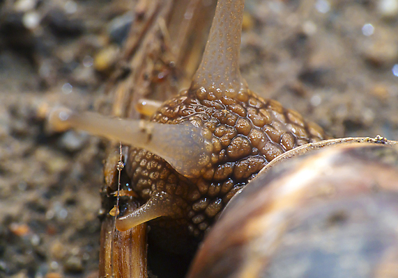 포토 JPG 해외이미지 주간 한마리 근접촬영 사람없음 야외 아웃포커스 머리 소프트포커스 더듬이 해외포토 자연요소 1 뷰포인트 촬영기법 신체부위 파일형식 이미지허브
