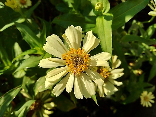 포토 JPG 해외이미지 식물 디자인 공원 꽃잎 꽃 분홍색 백그라운드 잎 꽃무늬 오렌지 자연 추상 국화 사람없음 야외 장식 빨간색 초록색 컬러풀 태양 노란색 정원 보라색 봄 벚꽃 신선 개화 원예 내추럴 강렬 여의주 해외포토 자연요소 계절 공공시설 컬러 무늬 과일 취미 생태계 파일형식 이미지허브