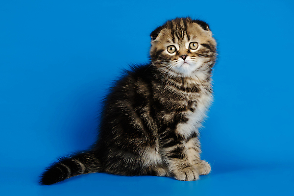 포토 JPG 해외이미지 한마리 응시 새끼 실내 앉기 사람없음 반려동물 귀여움 고양이 파란배경 스코티시폴드 반려묘 해외포토 동물 1 시선 백그라운드 컨셉 포유류 모션 내부 파란색 파일형식 이미지허브