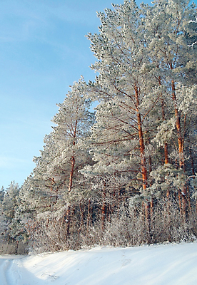 포토 JPG 해외이미지 나무 계절 크리스마스 겨울 자연 하늘 날씨 산 풍경 사람없음 야외 목재 파란색 얼음 추위 흰색 소나무 숲 언덕 서리 러시아 장면 눈내림 해외포토 자연요소 식물 기념일 유럽 컬러 재료 눈_날씨 생태계 파일형식 이미지허브