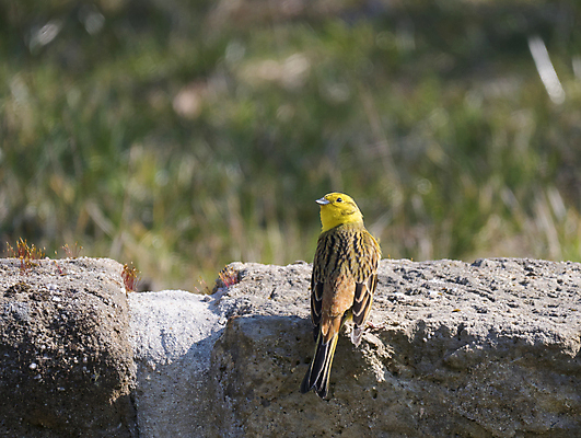 포토 JPG 해외이미지 동물 남자 유럽 야생동물 벽 백그라운드 날개 자연 조류 영국 잉글랜드 종류 앉기 사람없음 아웃포커스 초록색 여름 컬러풀 갈색 노란색 머리 정원 다양 바위 작음 깃털 싱글 생태계 부리 보케 사암 서식지 궤 디테일 해외포토 계절 나라 컬러 다수 모션 촬영기법 사람 신체부위 돌_바위 크기 파일형식 이미지허브
