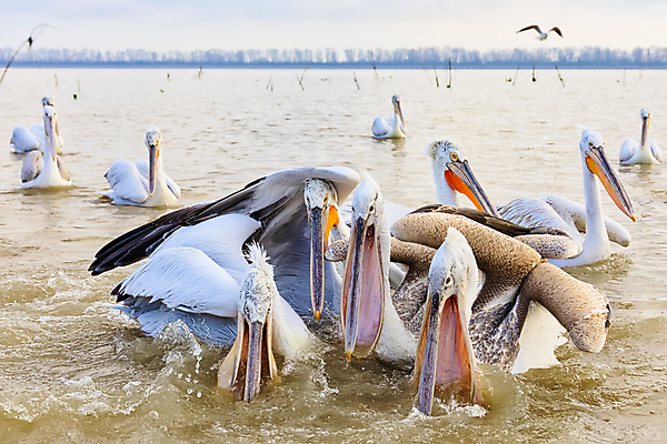 포토 JPG 해외이미지 동물 유럽 호수 야생동물 음식 바다 자연 조류 종류 어류 성인 사람없음 물 수영 흰색 오픈 그룹 기다림 큼 먹이 수집 먹기 펠리컨 배고픔 그리스 깃털 부리 북쪽 계산서 국회 내추럴 달마시안 파우치 해외포토 자연요소 나라 컬러 가방 모션 사람 수중동물 수상스포츠 개 크기 방향 생태계 파일형식 이미지허브