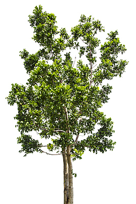 포토 JPG 해외이미지 나무 식물 계절 줄기 백그라운드 낙엽 잎 자연 사람없음 야외 목재 초록색 환경 정원 봄 성장 덮개 흰색 나뭇가지 고독 숲 큼 자르기 수집 심볼 오브젝트 싱글 에코 나무껍질 내추럴 고립 생태학 옛날 그리너리 해외포토 교육 감정 컬러 재료 모션 뚜껑 껍질 크기 생태계 파일형식 트랜드컬러 이미지허브