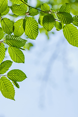 포토 JPG 해외이미지 나무 식물 계절 공원 백그라운드 잎 패턴 자연 하늘 새로움 사람없음 야외 초록색 물 빛 햇빛 태양 노란색 환경 정원 화목 고요 봄 성장 흰색 나뭇가지 신선 숲 유기농 질감 정맥 해외포토 자연요소 웰빙 공공시설 컬러 컨셉 무늬 생태계 혈관 파일형식 이미지허브