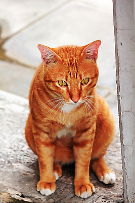 포토 JPG 해외이미지 동물 척추동물 한마리 1 남자 새끼 포유류 바닥 털 앉기 사람없음 반려동물 갈색 고양이 가축 침묵 활발 기쁨 금지 작음 경계 장면 부드러움 얼룩무늬 솜털 지능 해외포토 감정 컬러 컨셉 무늬 모션 사람 소리 감각 크기 파일형식 이미지허브