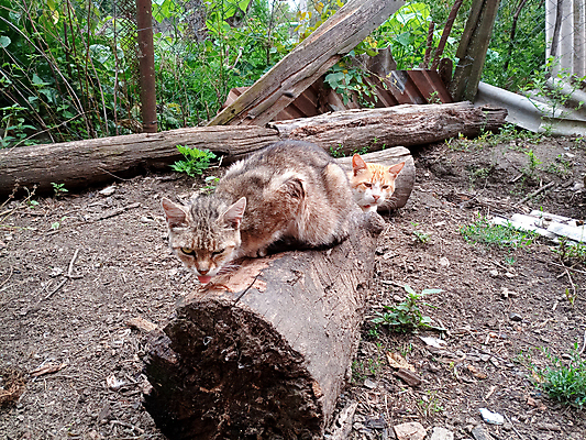 포토 JPG 해외이미지 동물 응시 꽃 줄기 오렌지 포유류 수염 서기 사람없음 빨간색 울타리 반려동물 농장 정원 고양이 시골 도시 뜨거움 모피 혀 생물학 통나무 영토 얼룩무늬 생강 외양간 무료 옛날 핸드메이드 해외포토 나무 식물 시선 교육 컬러 무늬 농업 채소 과일 모션 담장 입 파일형식 이미지허브